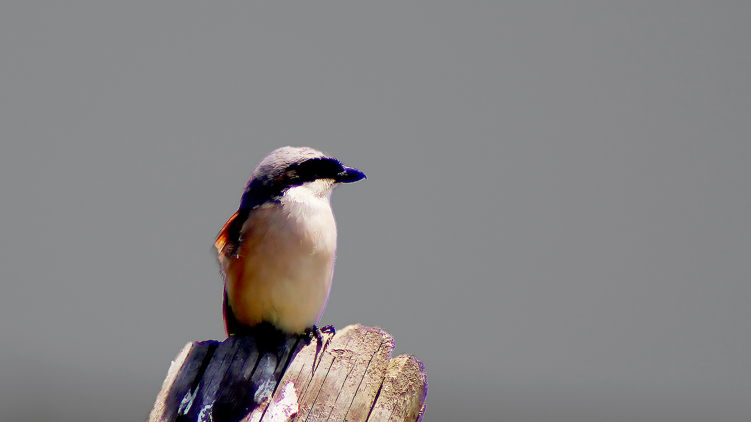 Red-backed Shrike — Ana fotoğraf